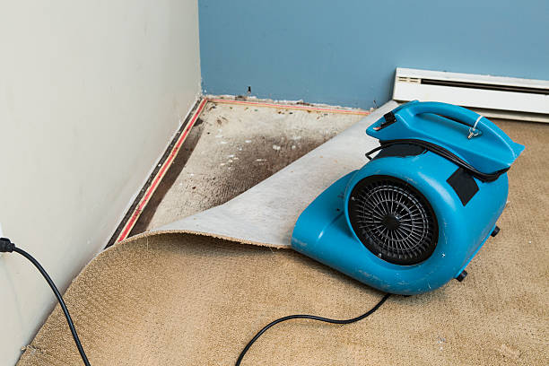 Best Basement water damage restoration  in Clarkesville, GA